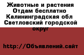 Животные и растения Отдам бесплатно. Калининградская обл.,Светловский городской округ 